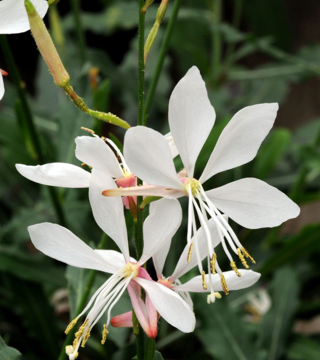 Lindheimeri White Flower Seeds for Planting – Organic, Heirloom, Non-GMO Seeds