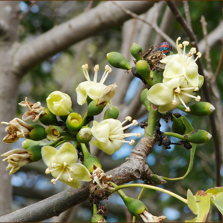 Pentandra blomsterfrø til plantning - 100 stk