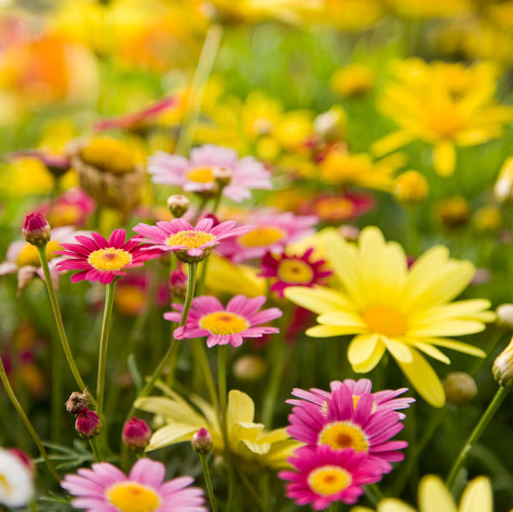 Dassi Mixed Flower Seeds for Planting – Organic, Heirloom, Non-GMO Garden Seeds