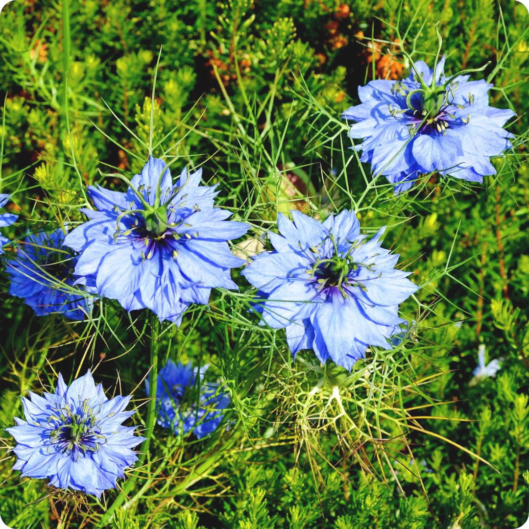 Blue Nigella Jekyll Flower Seeds for Planting - 100 pcs