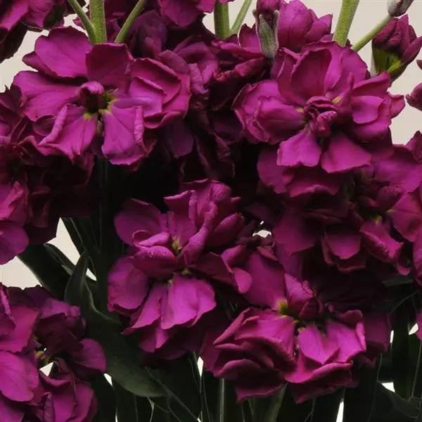 Purple Matthiola Flower Seeds for Planting - 100 pcs