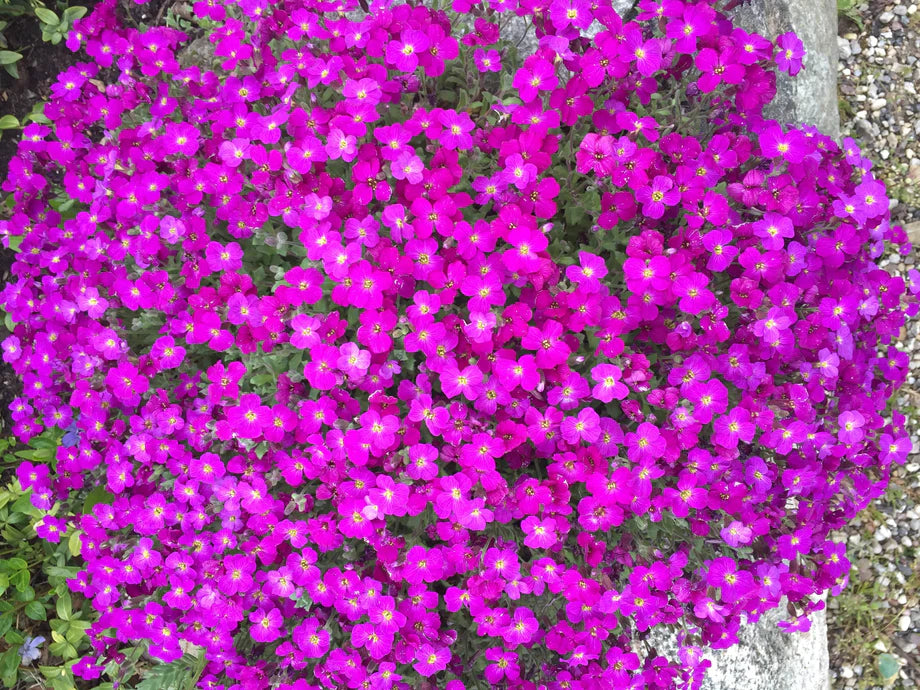 Pink Aubrieta Plantefrø til udplantning - 100 stk