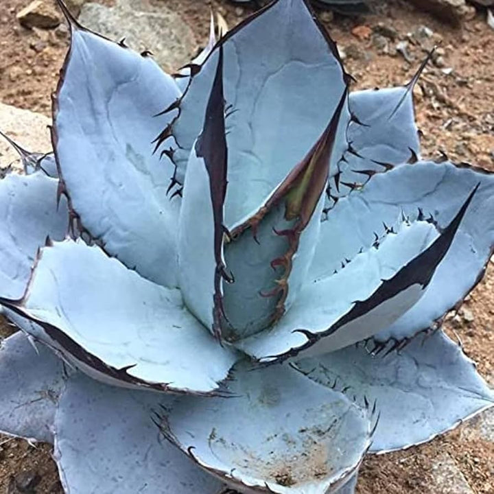 Agave Titanota Blue Seeds – Organic, Heirloom, Non-GMO Succulent Seeds for Planting