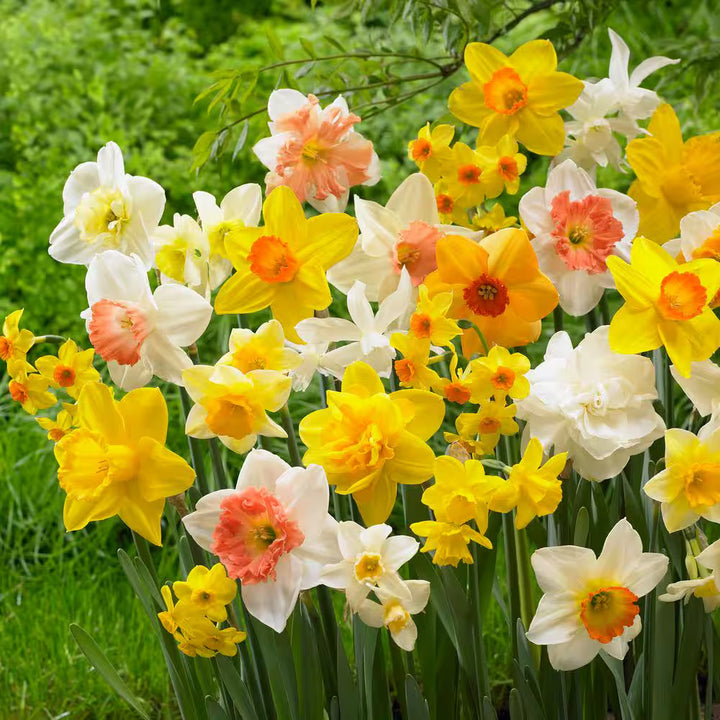 Daffodil Flower Seeds for Planting, 100 pcs