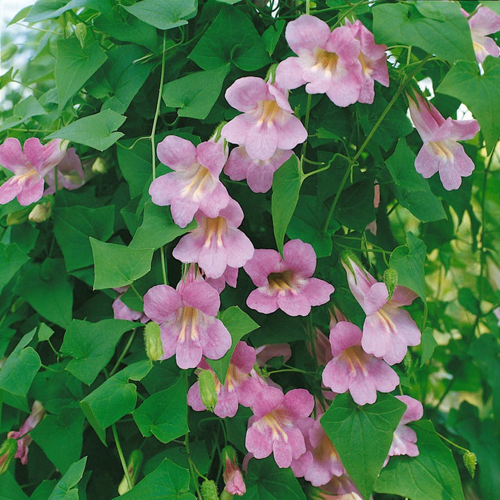 Pink Asarina blomsterfrø til udplantning, 100 stk