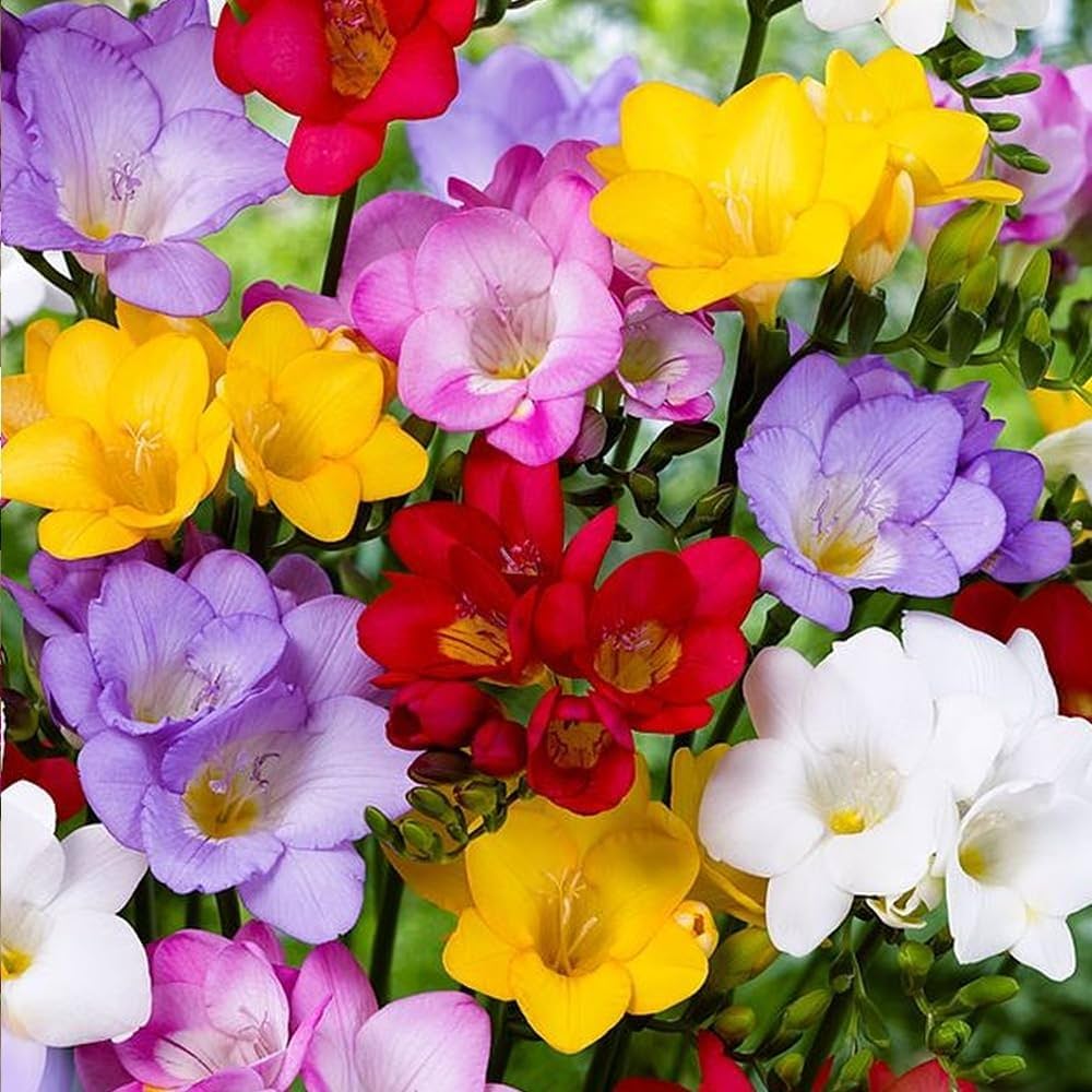 Heirloom Non-GMO Multi-Colored Freesias Flower Seeds – Fragrant Blooms Mix for Garden Planting