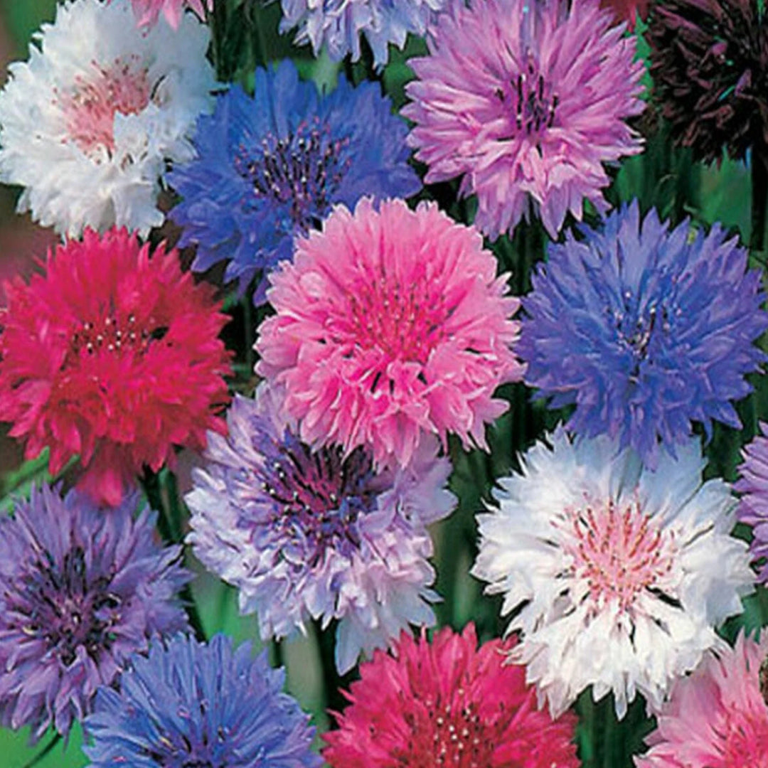 Mixed Bachelor Flower Seeds for Planting, 100 pcs