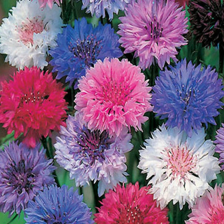 Mixed Bachelor Flower Seeds for Planting, 100 pcs