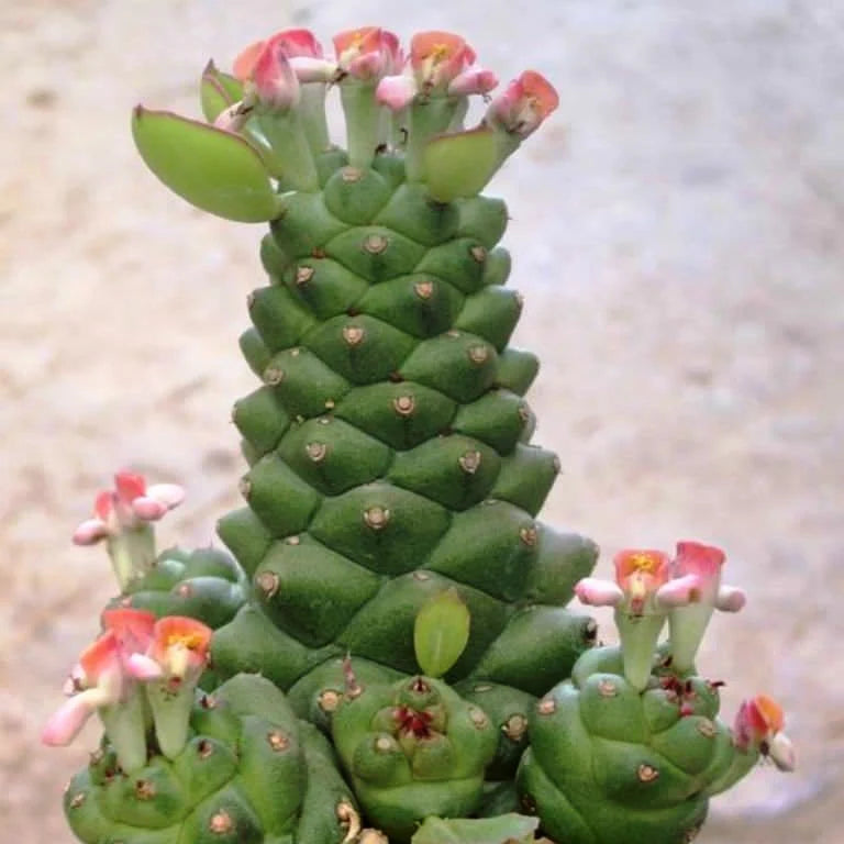 Monadenium Plant Seeds for Planting, Green, 100 pcs