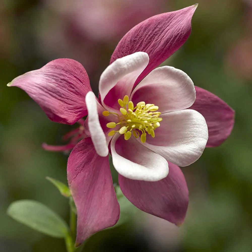 Hvid Pink Aquilegia blomsterfrø til udplantning - 100 stk