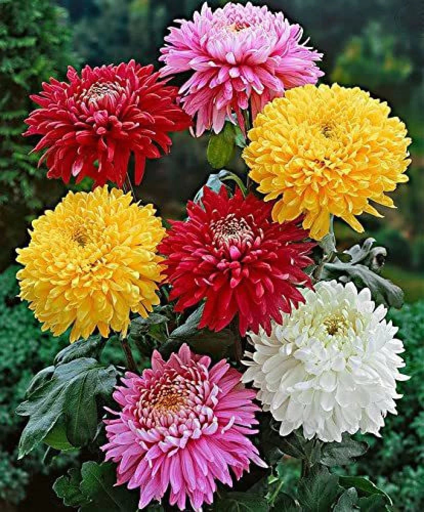 chrysanthemum seeds planting Organic Mixed Colors Chrysanthemum Flower Seeds for Planting – Heirloom, Non-GMO