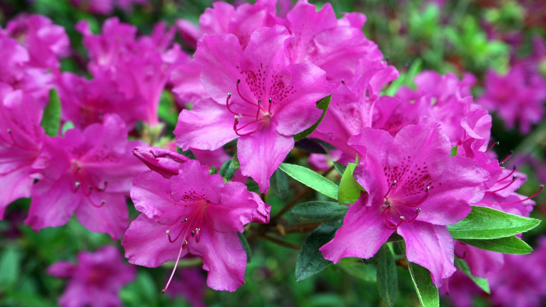 Azalea Blomsterfrø Flerfarvet til udplantning 100 stk