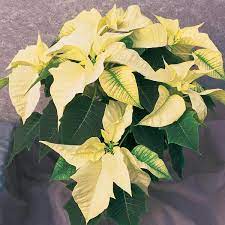 Light Yellow Poinsettia Plant Seeds for Planting - 100 pcs