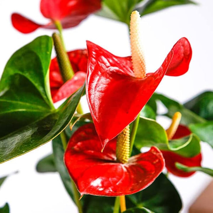 Anthurium blomsterfrø til plantning, arvestykke, ikke-GMO, 100 stk.