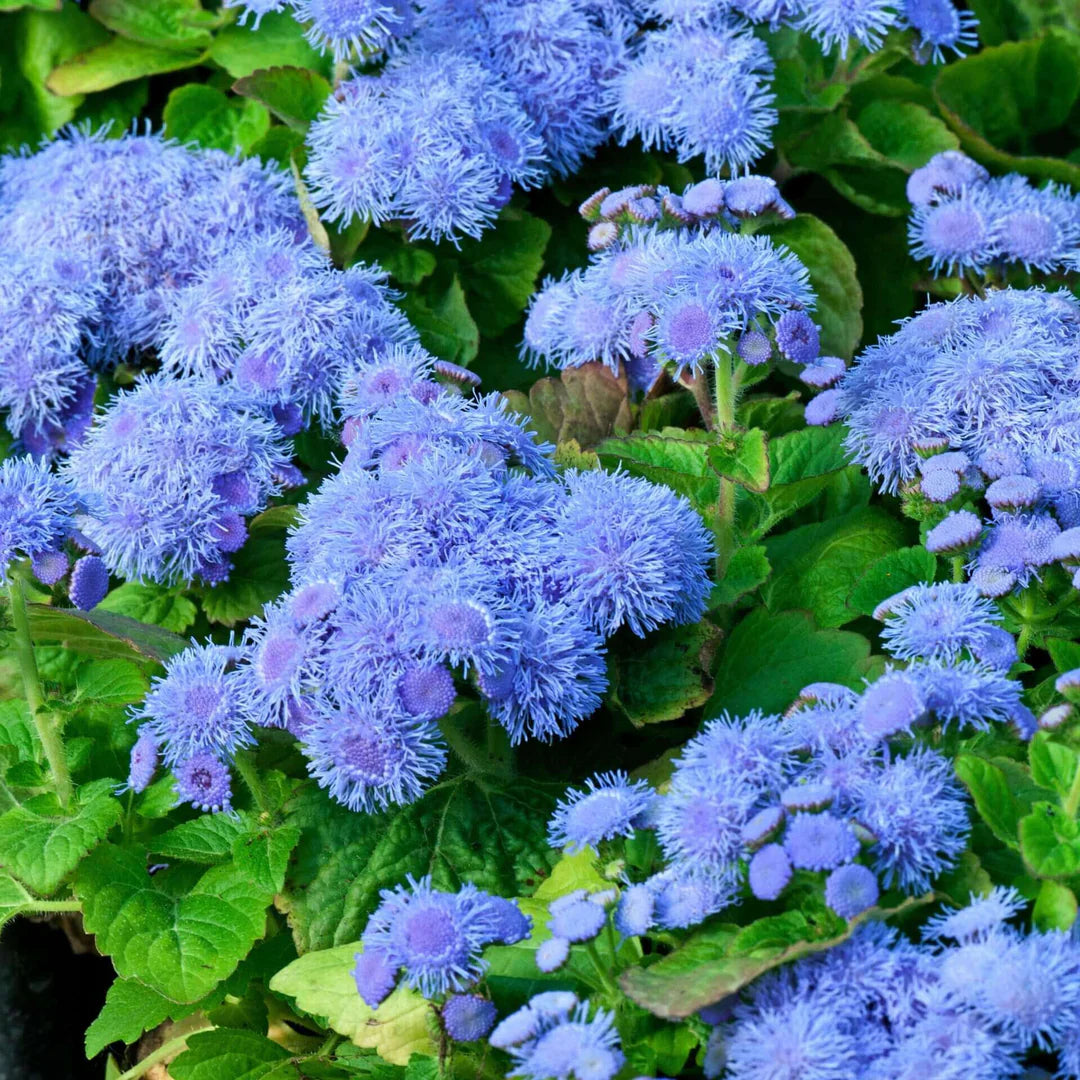 Ageratum Flower Seeds for Planting, Heirloom, Non-GMO, 100 pcs