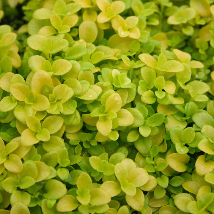 Heirloom Non-GMO Green Veronica Repens Plant Seeds for Planting – High Germination Organic Garden Seeds