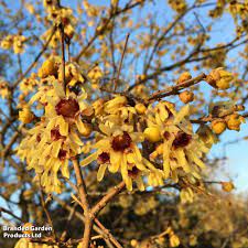 Røde Chimonanthus frø til plantning - 100 stk