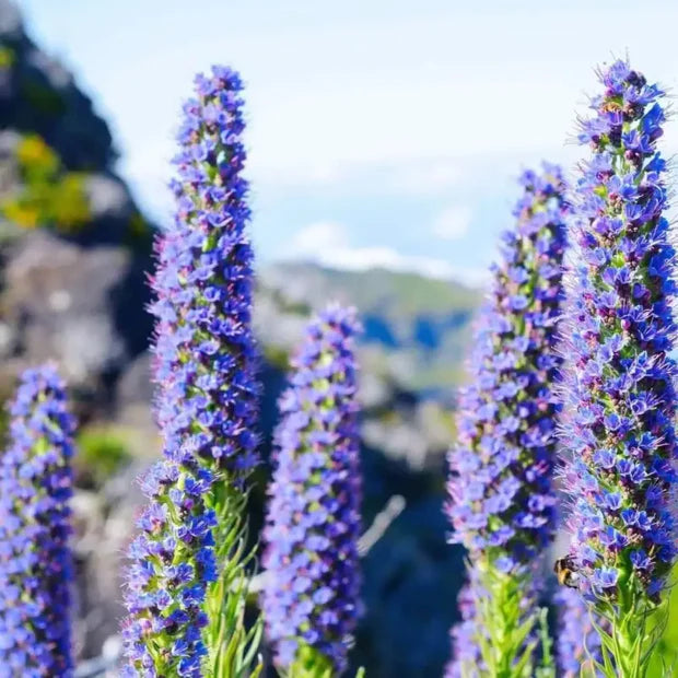 Madeira Blomsterfrø til udplantning, 100 stk