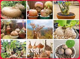 Mixed Caudex Plant Seeds for Planting - 100 pcs