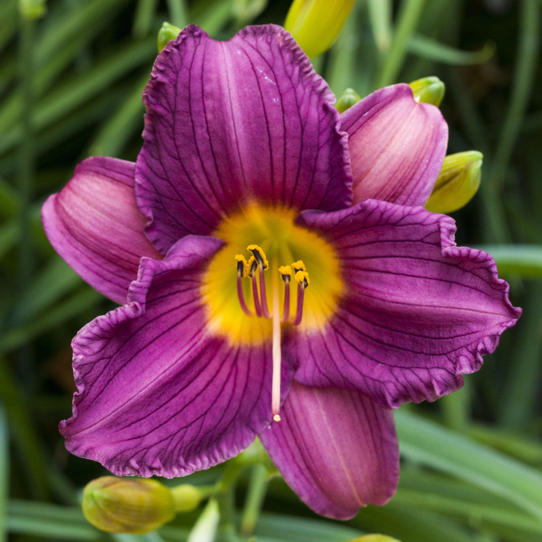 Heirloom Non-GMO Violet Hemerocallis Flower Seeds – Long-Blooming Perennial Garden Planting