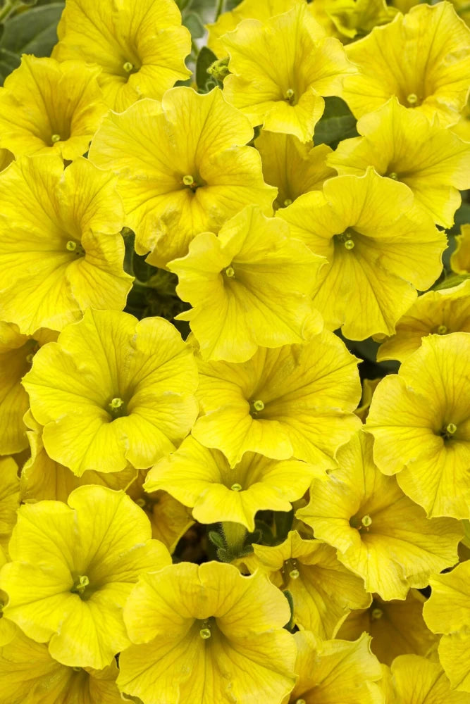 Yellow Heirloom Petunia Flower Seeds for Planting - 100 pcs