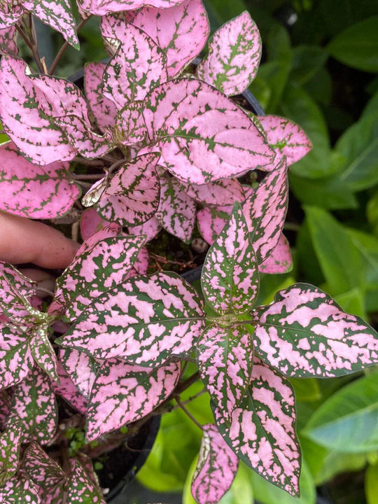 Pink Hypoestes Plantefrø til udplantning - 100 stk