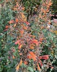 Orange Agastache Navajo blomsterfrø til udplantning, 100 stk