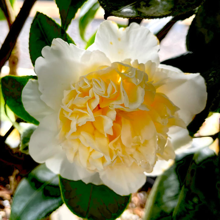 Gul hvid Camellia Blomsterfrø til udplantning, 100 stk