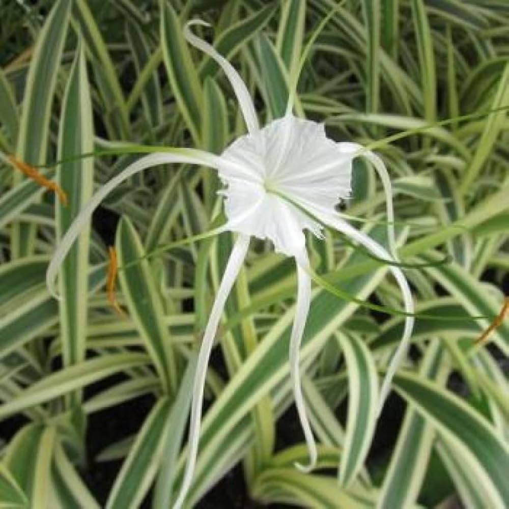 Heirloom Hymenocallis Flower Seeds, Non-GMO Spider Lily Blooms for Elegant Garden Planting