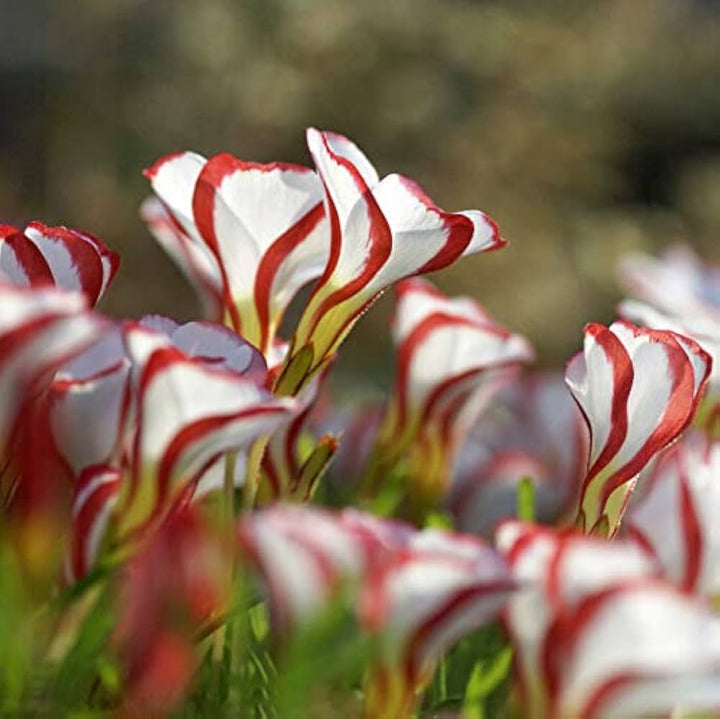 Rød Hvid Candy Cane Blomsterfrø til udplantning - 100 stk