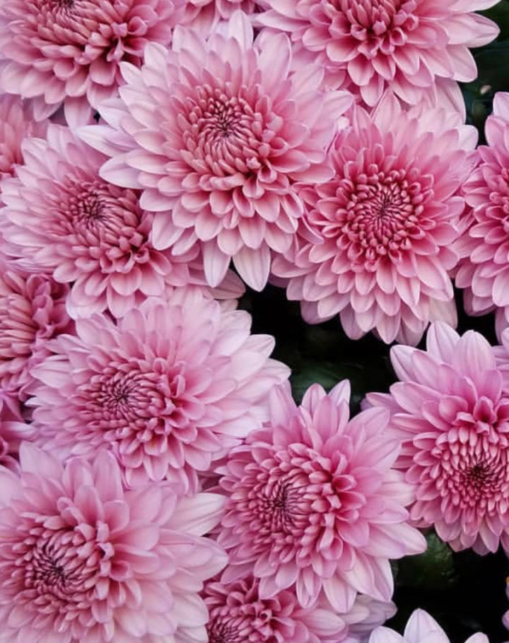 Baby Pink Chrysanthemum Blomsterfrø til udplantning, 100 stk