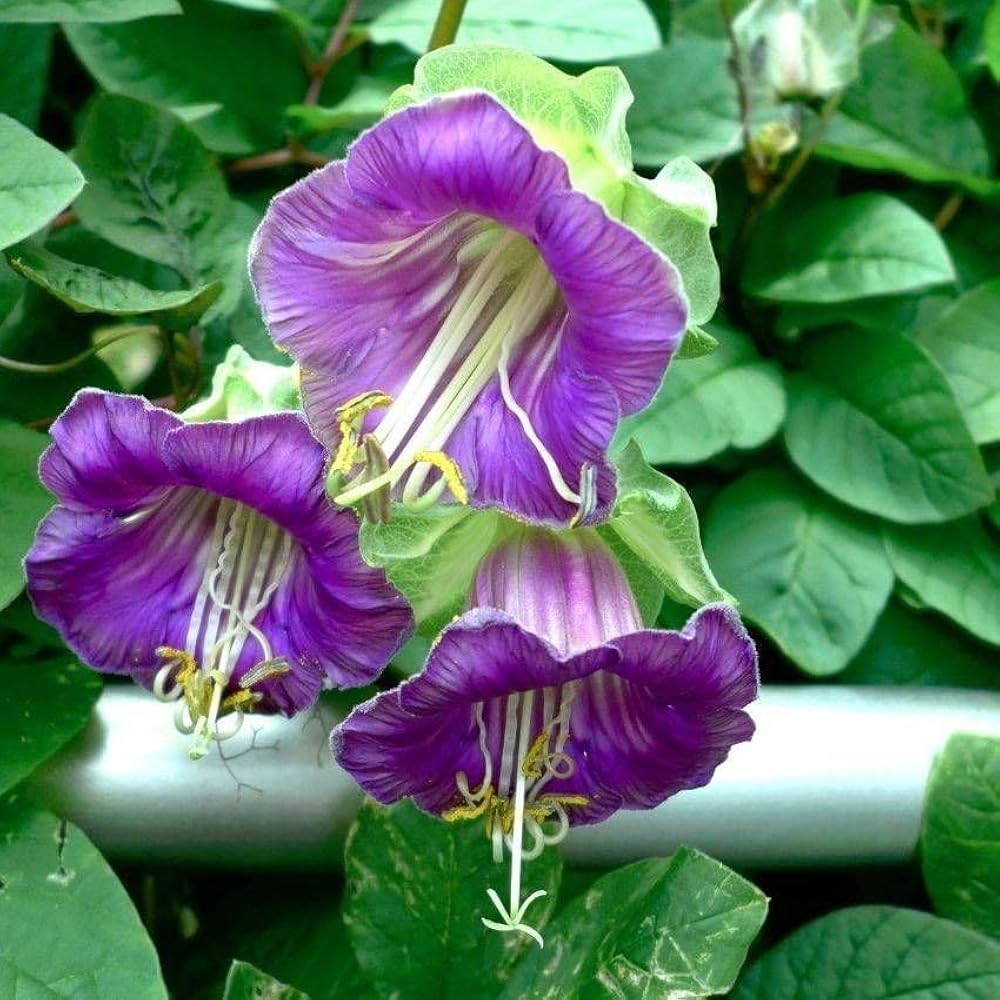 Heirloom Cup and Saucer Flower Seeds, Non-GMO Bell-Shaped Blooms for Cottage Garden Planting