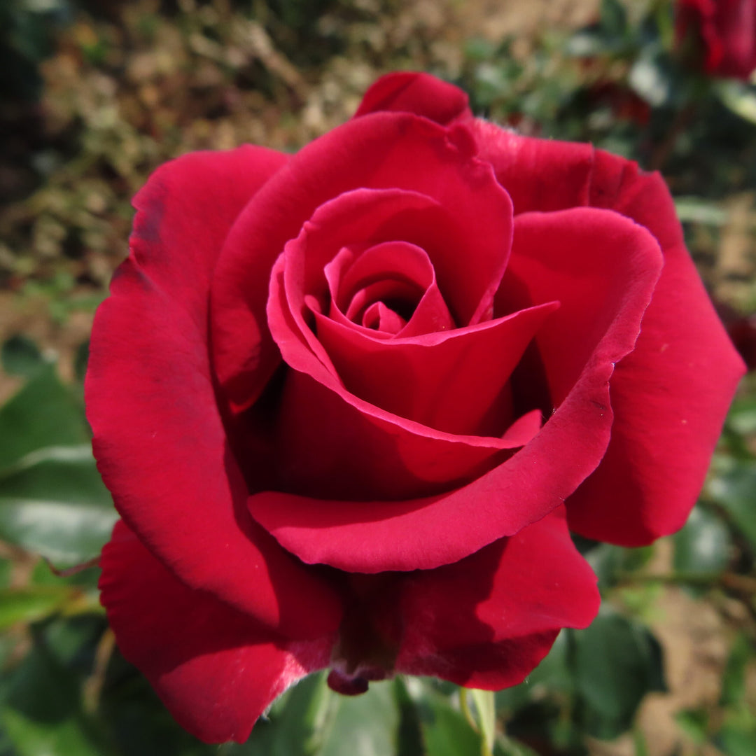thornless roses seeds Red Thornless Rose Flower Seeds for Planting
