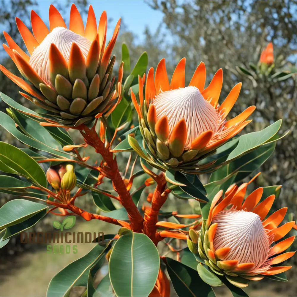 Orange Protea Flower Seeds for Planting - 100 pcs