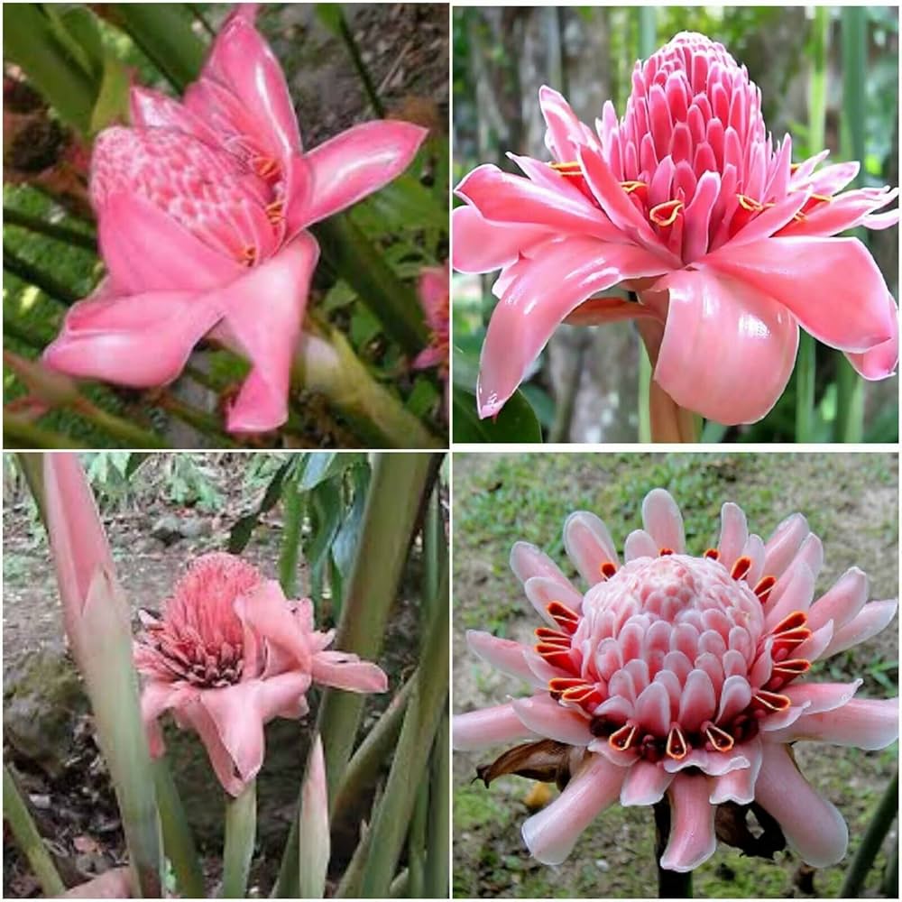 Pink Etlingera blomsterfrø til udplantning - 100 stk