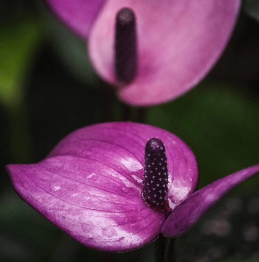 Lavender Anthurium Plant Seeds for Planting, 100 pcs