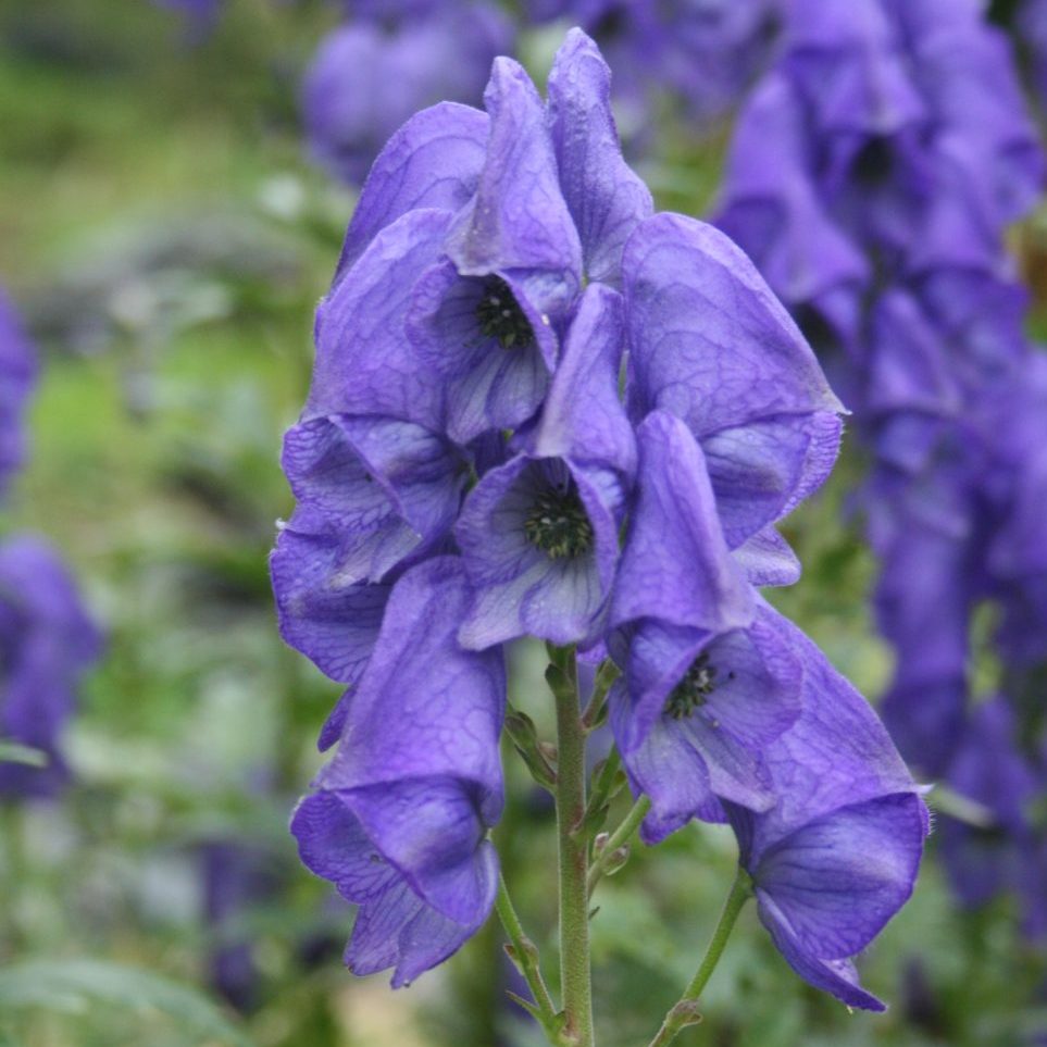 Blå Carmichaelii blomsterfrø til udplantning, 100 stk