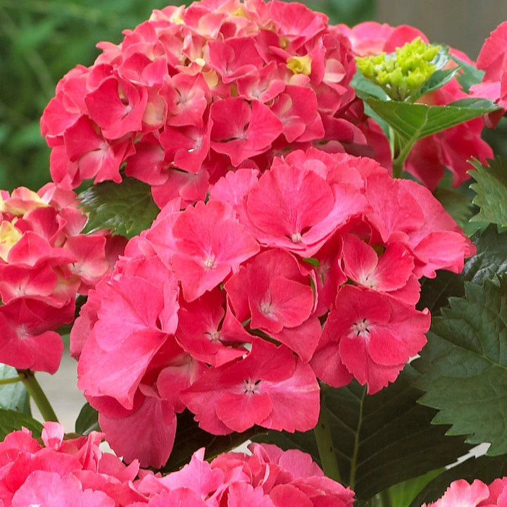 red heirloom flower seeds