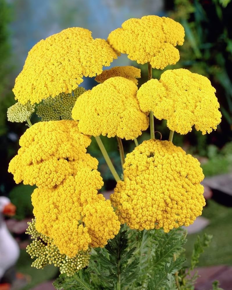 Heirloom Non-GMO Colorado Perennial Flower Seeds for Planting – Colorful Long-Lasting Garden Blooms