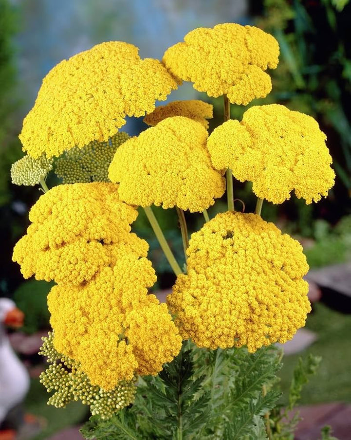 Heirloom Non-GMO Colorado Perennial Flower Seeds for Planting – Colorful Long-Lasting Garden Blooms