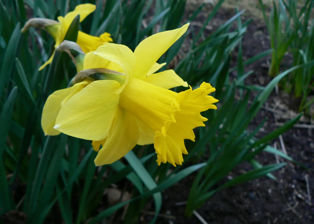 Light Yellow Narcissus Seeds for Planting, 100 pcs