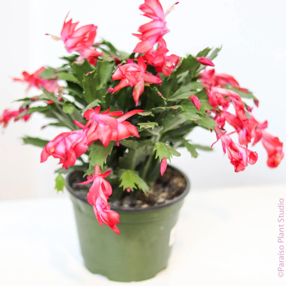 Zygocactus Schlumbergera Seeds for Planting, 100 pcs