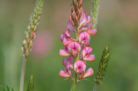 Heirloom Sainfoin Flower Seeds for Planting - 100 pcs