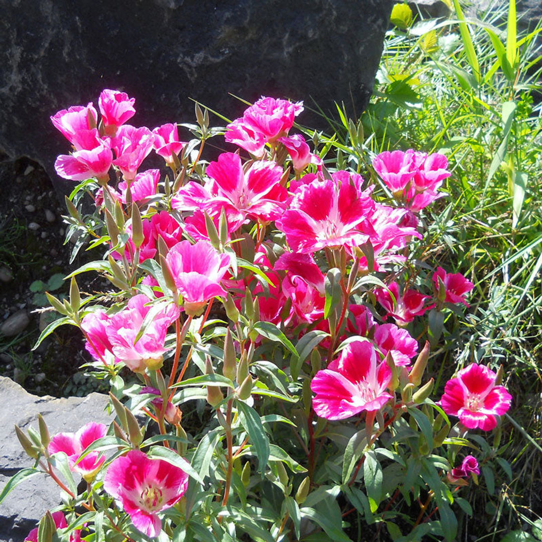 Pink Clarkia Amoena Flower Seeds for Planting - 100 pcs