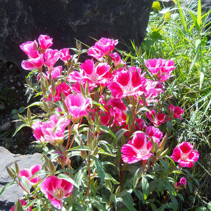 Pink Clarkia Amoena blomsterfrø til plantning - 100 stk