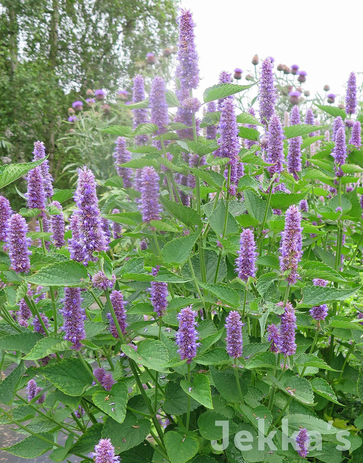 Agastache Rugosa Plant Seeds for Planting - 100 pcs