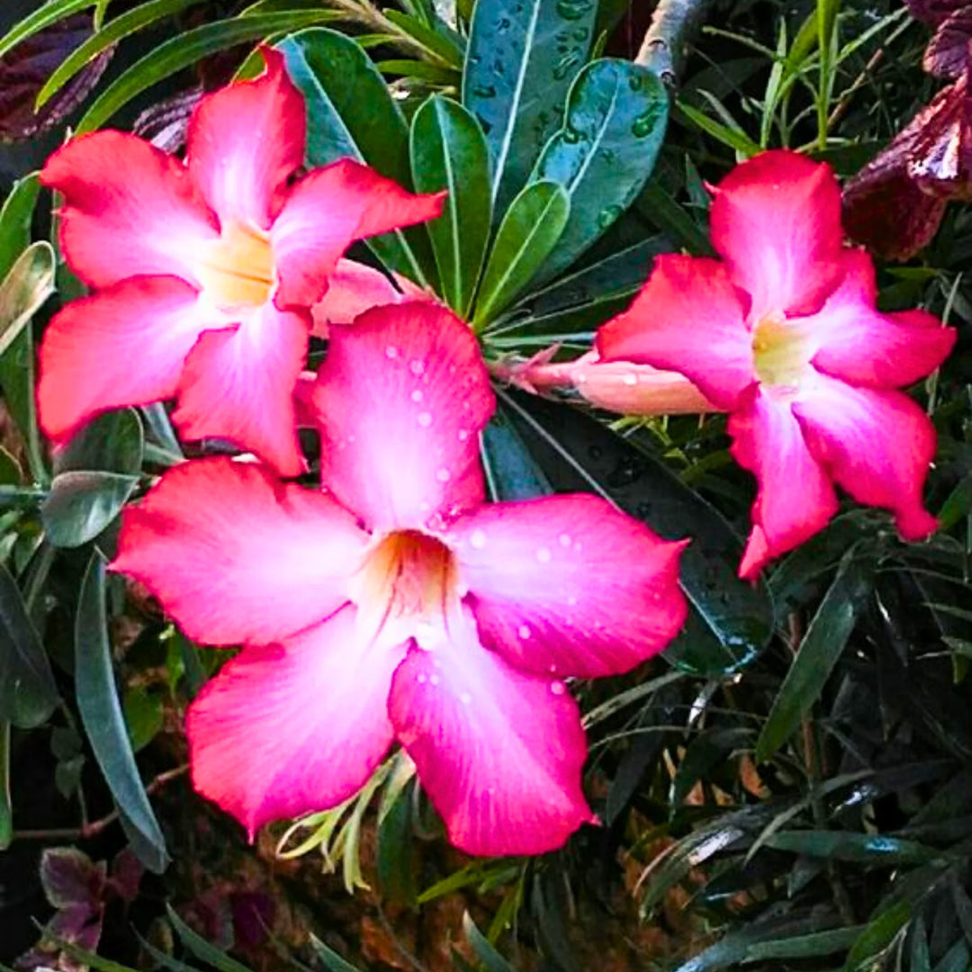 Pink Adenium  Heirloom Non-GMO Seeds for Planting