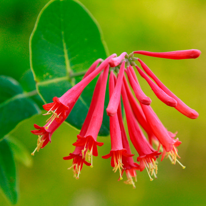 Kaprifolie blomsterfrø til haveplantning - 100 stk