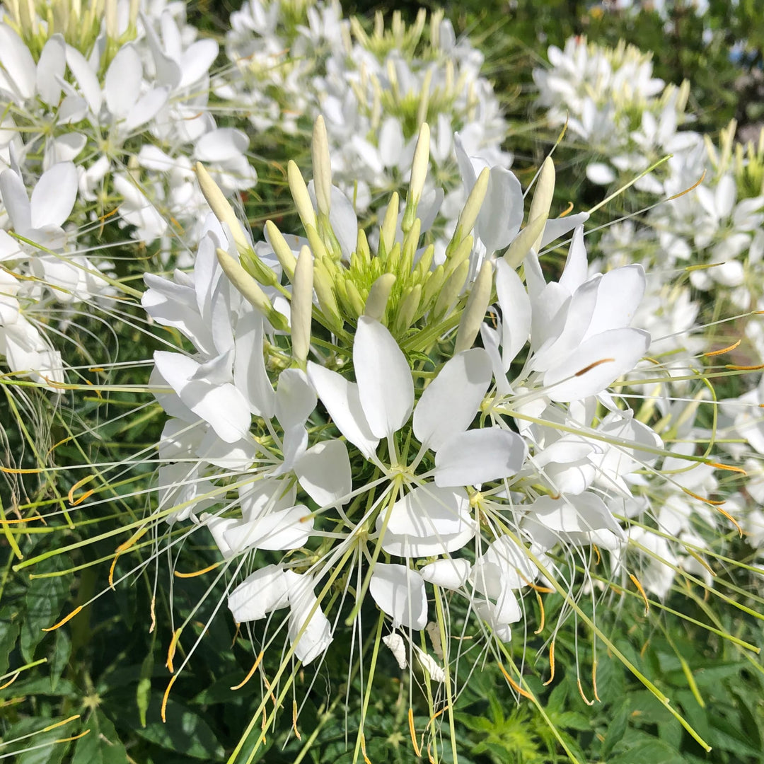 White Cleome Flower Seeds for Planting – Heirloom, Non-GMO Flower Seeds