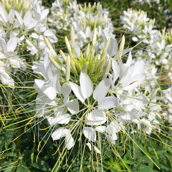 White Cleome Flower Seeds for Planting – Heirloom, Non-GMO Flower Seeds